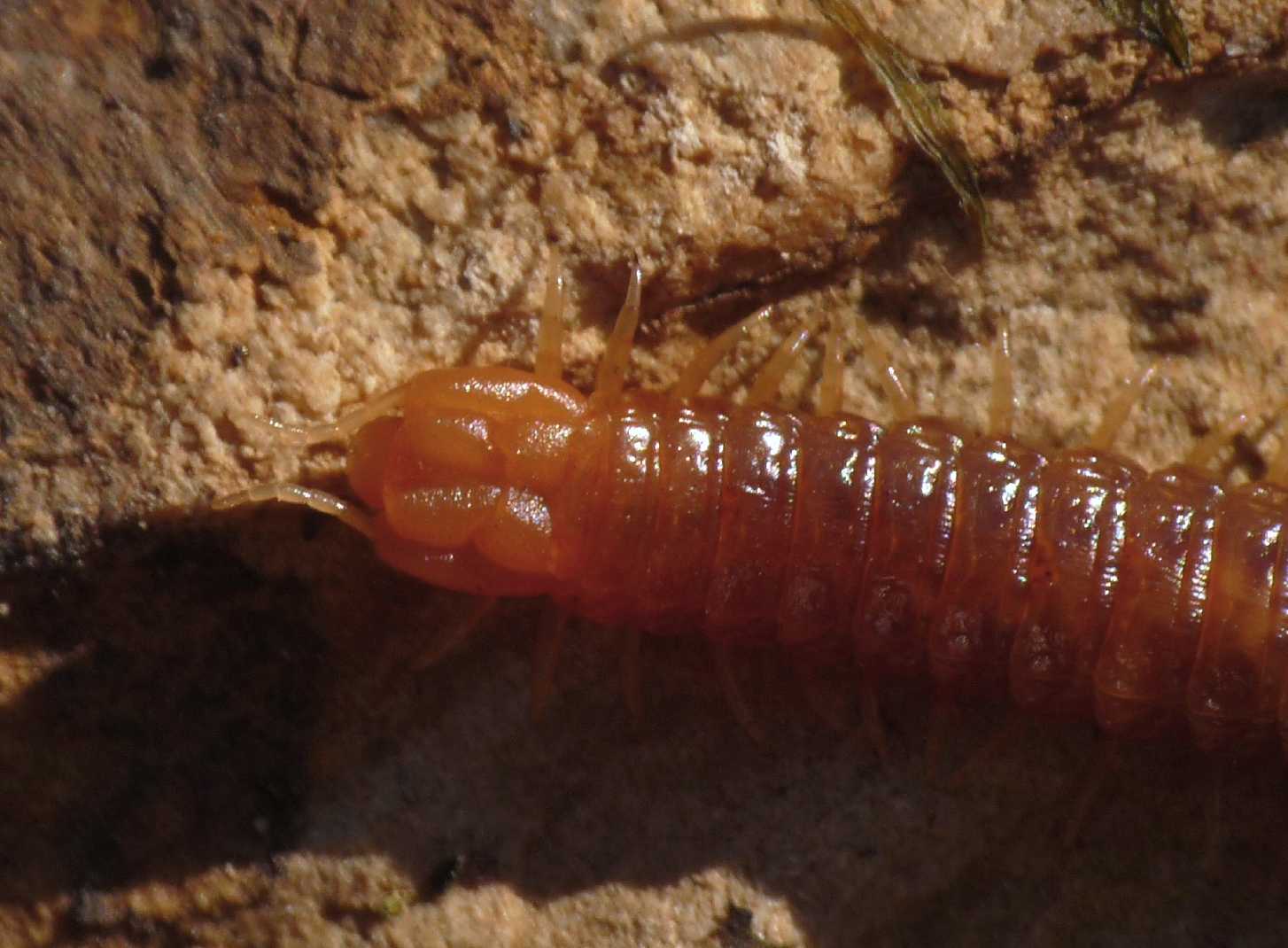 Lombrico predato da Himantarium gabrielis